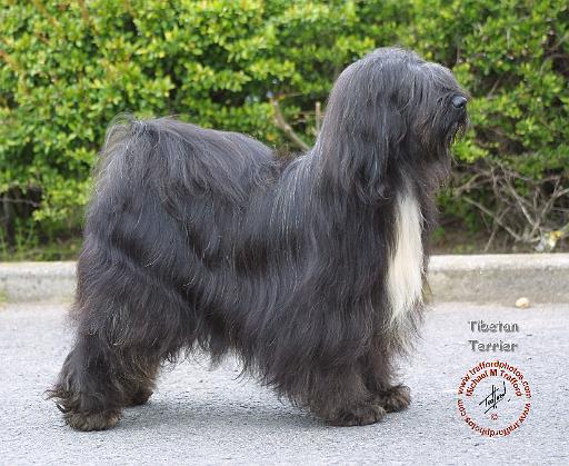 Tibetan Terrier 8T015D-10.JPG